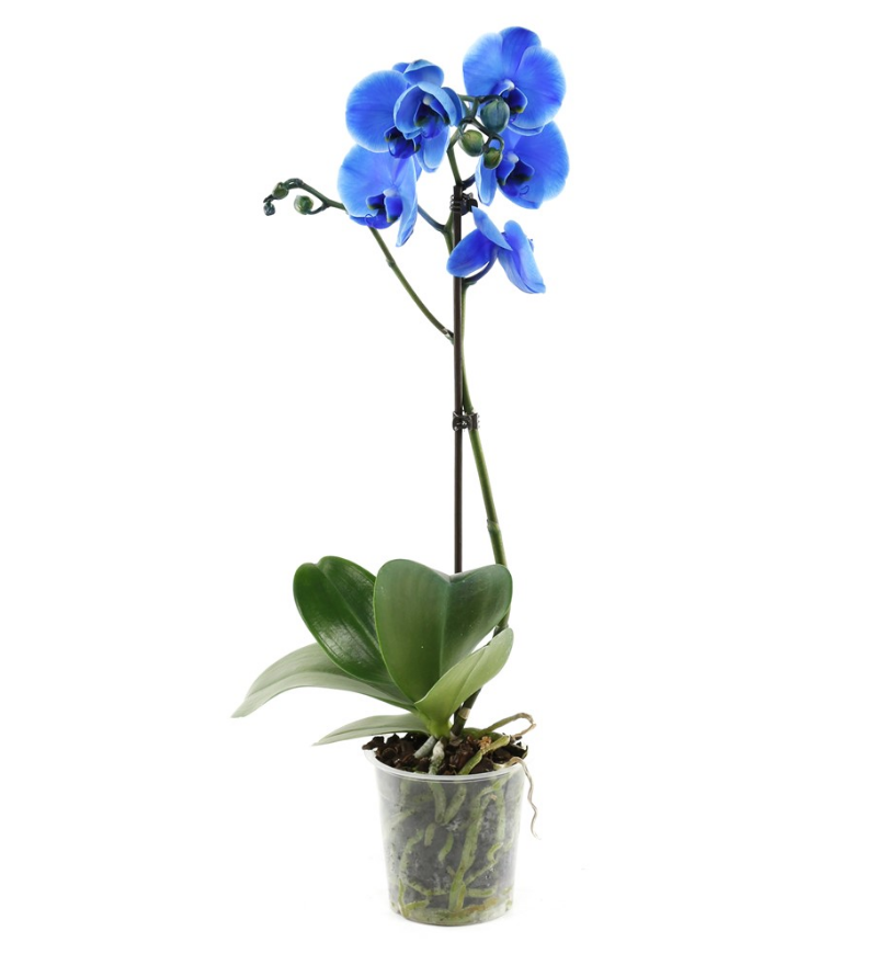 Tekli Mavi Orkide
